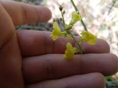 Linaria loeselii
