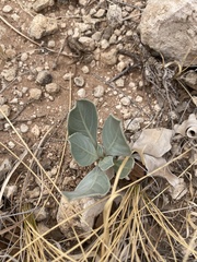 Asclepias latifolia
