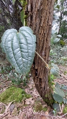 Smilax tomentosa