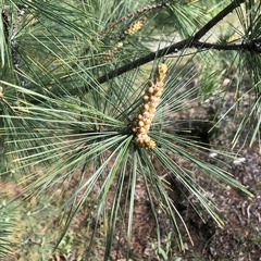 Pinus nigra