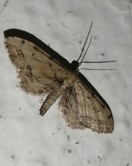 Idaea attenuaria