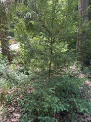 Taxus floridana