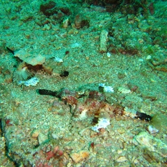 Eurypegasus draconis