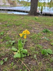 Primula veris