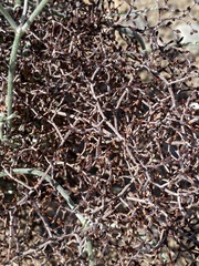 Eriogonum plumatella