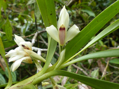 Maxillaria exaltata