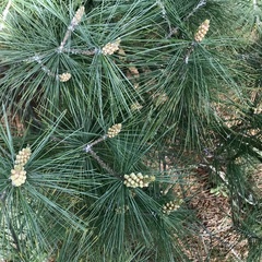 Pinus nigra