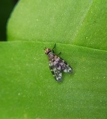 Otites centralis
