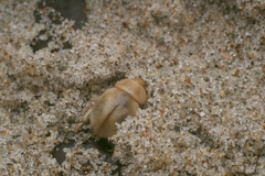 Chaerodes trachyscelides