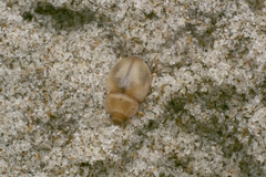 Chaerodes trachyscelides