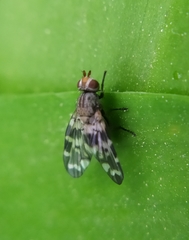 Otites centralis