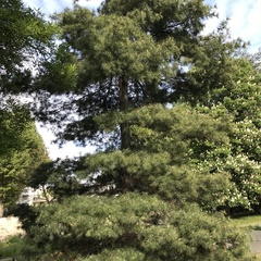 Pinus nigra