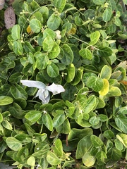 Plectranthus verticillatus