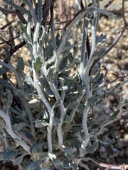 Eriogonum plumatella