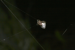 Argyrodes antipodianus
