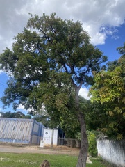 Qualea