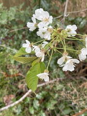 Prunus