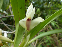 Maxillaria exaltata