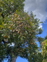 Qualea