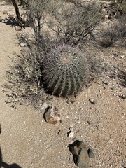 Ferocactus wislizeni