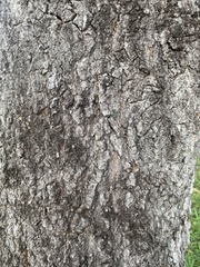 Qualea