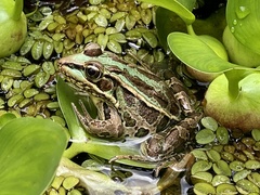 Lithobates taylori