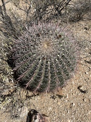 Ferocactus wislizeni