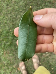 Qualea