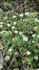 Phacelia malvifolia