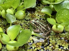 Lithobates taylori