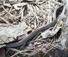 Coronella austriaca austriaca