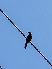 Toxostoma curvirostre