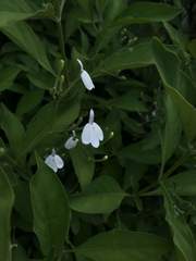 Rhinacanthus nasutus