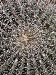 Ferocactus wislizeni