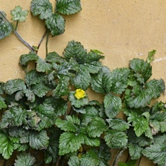 Potentilla indica