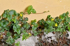 Potentilla indica