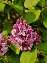 Syringa vulgaris