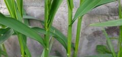Poaceae
