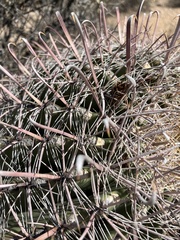 Ferocactus wislizeni