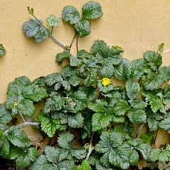 Potentilla indica