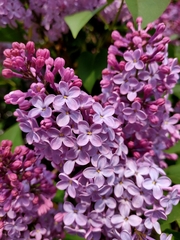 Syringa vulgaris