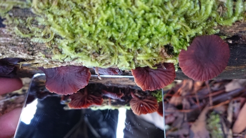 Tubaria rufofulva image