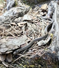 Coronella austriaca austriaca