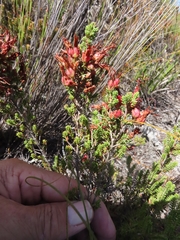 Erica coccinea