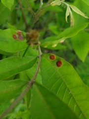 Phylloxera notabilis