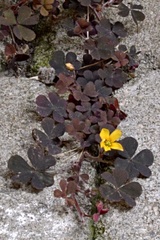 Oxalis corniculata repens