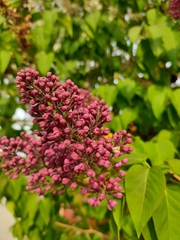 Syringa vulgaris