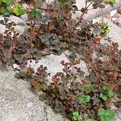 Oxalis corniculata repens