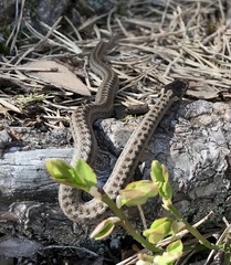 Coronella austriaca austriaca