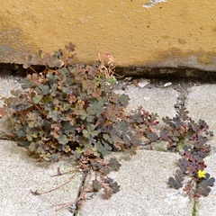 Oxalis corniculata repens